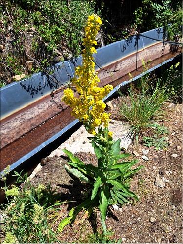 Verbascum_lychnitis_XL