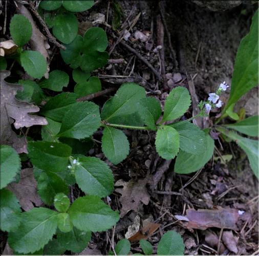 Veronica_officinalis_SP