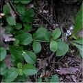 Veronica_officinalis_SP