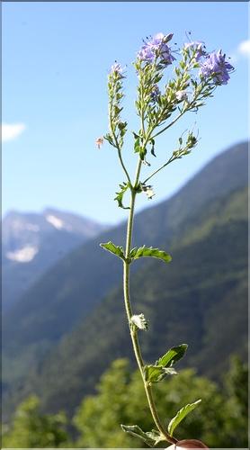 Veronica_orsiniana_SP