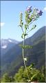 Veronica_orsiniana_SP
