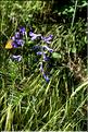 Vicia_onobrychioides_SP