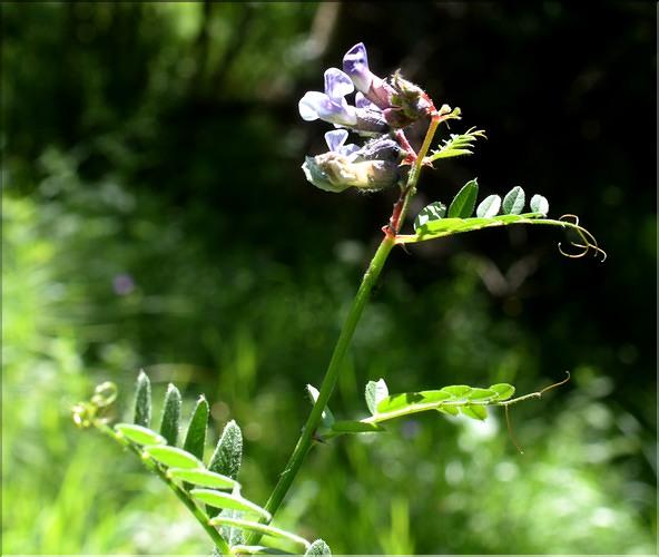 Vicia_sepium_SP