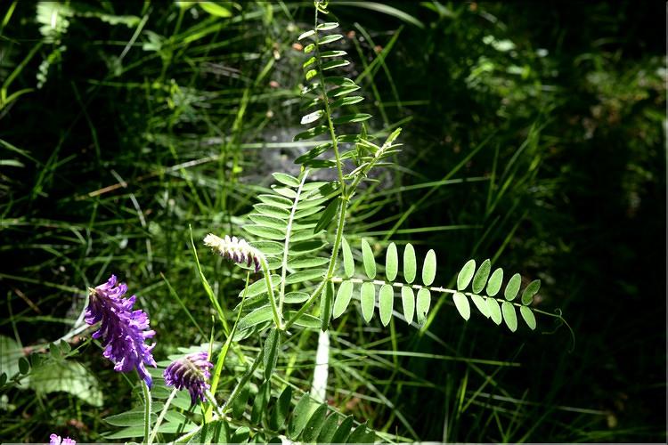 Vicia_tenuifolia1_SP