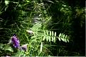 Vicia_tenuifolia1_SP
