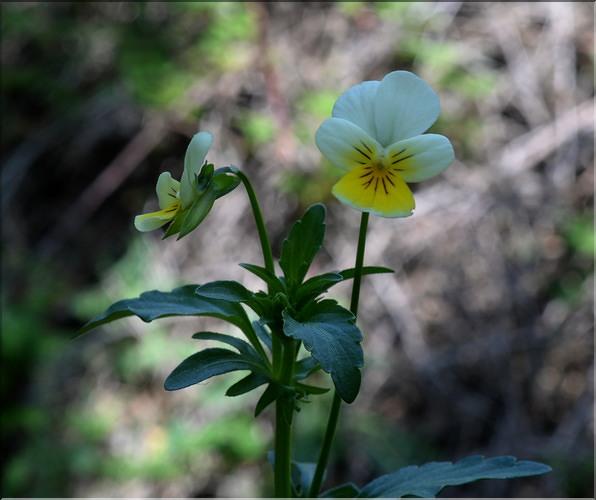 Viola_tricolor_SP
