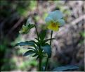 Viola_tricolor_SP