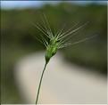 Aegilops_ovata_SP