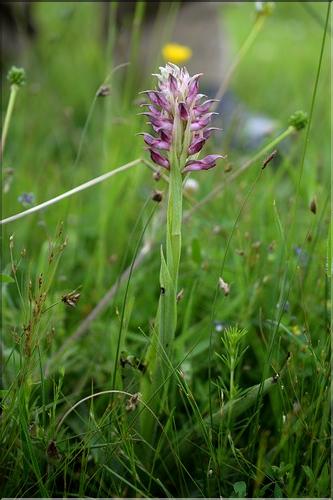 Anacamptis_coriophora1_SP