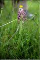 Anacamptis_coriophora1_SP