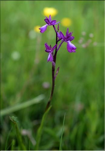 Anacamptis_laxiflora_SP