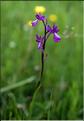 Anacamptis_laxiflora_SP