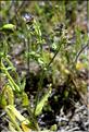 Anchusa_arvensis_SP