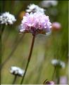 Armeria_arenaria2_SP