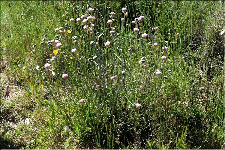 Armeria_arenaria_SP