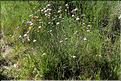 Armeria_arenaria_SP