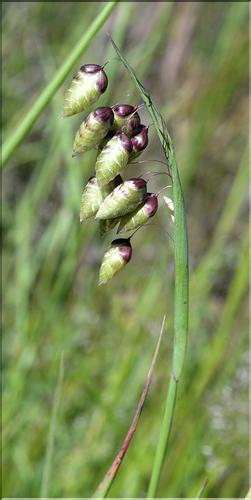 Briza_maxima1_SP