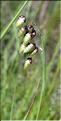 Briza_maxima1_SP