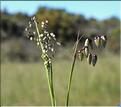 Briza_maxima2_SP