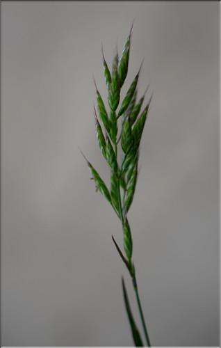 Bromus_hordeaceus_SP