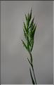 Bromus_hordeaceus_SP