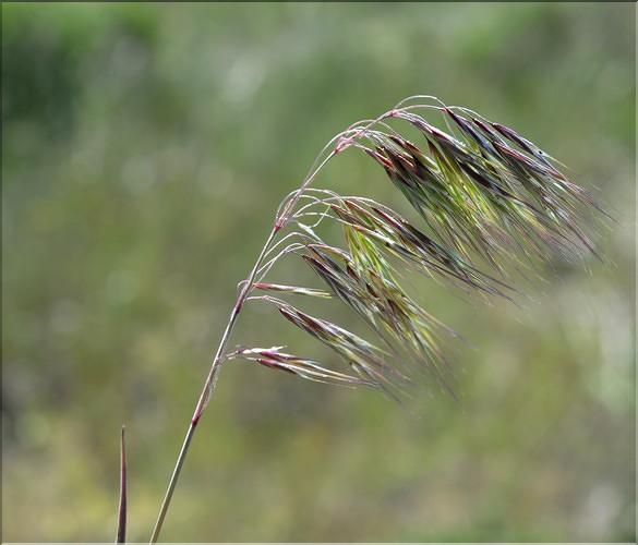 Bromus_tectorum1_SP