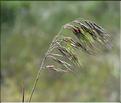 Bromus_tectorum1_SP