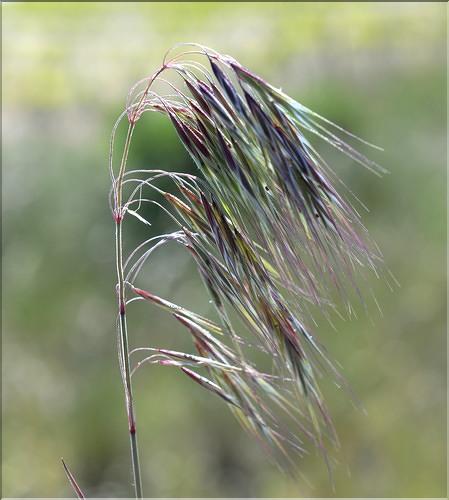 Bromus_tectorum2_SP