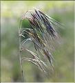 Bromus_tectorum2_SP