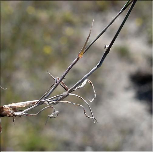 Bromus_tectorum3_SP