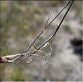 Bromus_tectorum3_SP
