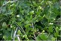 Bryonia_cretica_SP