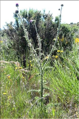 Carduus_nigrescens_vivariensis1_SP
