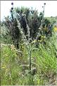 Carduus_nigrescens_vivariensis1_SP