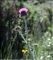 Carduus_nigrescens_vivariensis2_SP