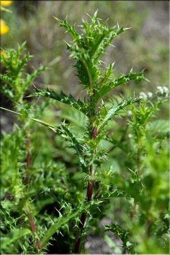 Carlina_corymbosa1_SP