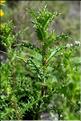 Carlina_corymbosa1_SP