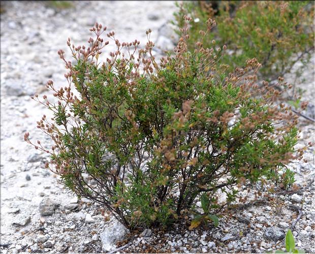 Cistus_umbellatus1_SP