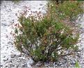 Cistus_umbellatus1_SP