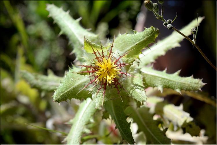 Cnicus_benedictus_SP