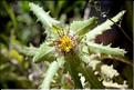 Cnicus_benedictus_SP