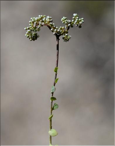 Corrigiola_telephiifolia_SP