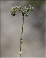 Corrigiola_telephiifolia_SP