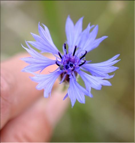 Cyanus_segetum1_SP