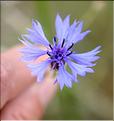Cyanus_segetum1_SP