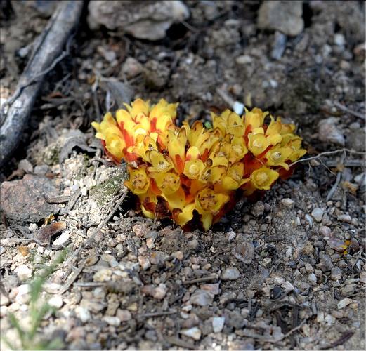 Cytinus_hypocistis_SP