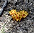 Cytinus_hypocistis_SP