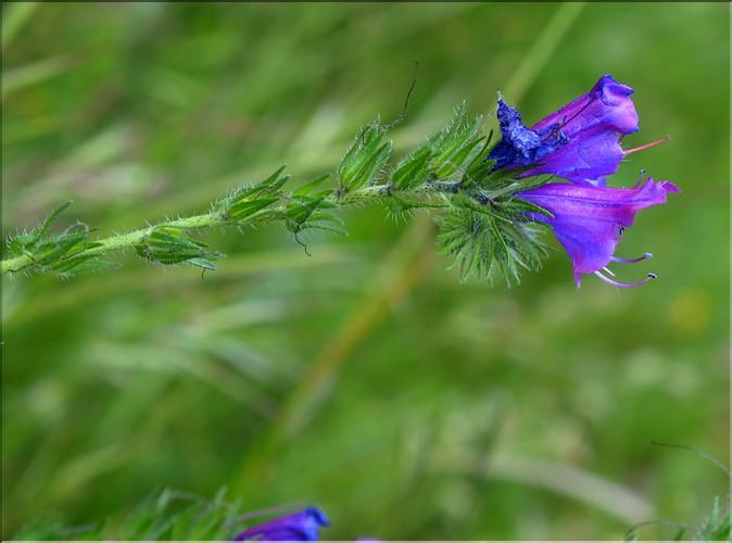 Echium_vulgare1_SP