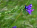 Echium_vulgare1_SP