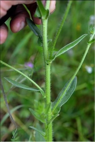 Echium_vulgare2_SP